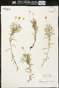 Erigeron hyssopifolius image