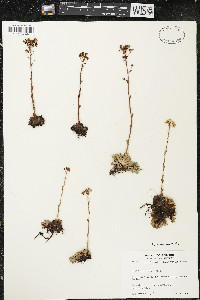 Saxifraga aizoon image