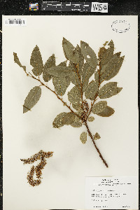 Salix pyrifolia image