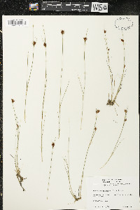 Rhynchospora fusca image