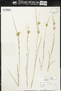 Carex michauxiana image