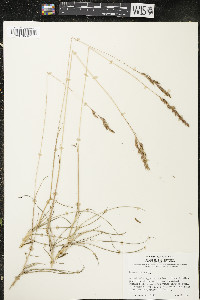 Festuca rubra image