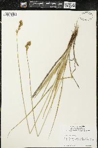 Carex foenea image