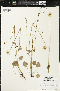 Parnassia palustris image