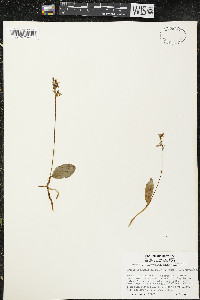 Galearis rotundifolia image