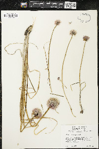 Allium schoenoprasum image