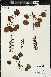 Pyrola asarifolia image