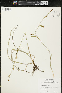 Carex vaginata image