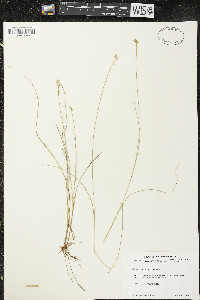 Carex tenuiflora image