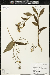 Mertensia paniculata image