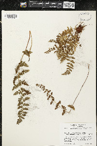 Cystopteris × tennesseensis image