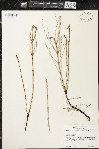 Equisetum palustre image