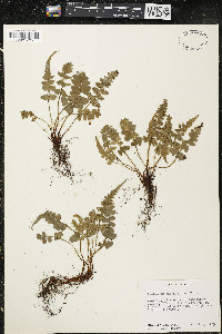 Asplenium pinnatifidum image