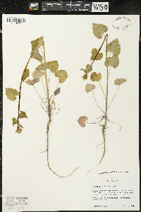 Alliaria petiolata image