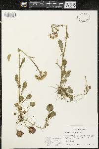 Packera obovata image