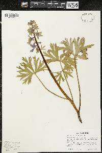 Delphinium tricorne image
