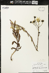 Hieracium umbellatum image