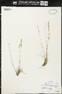 Festuca saximontana image