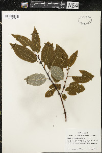 Salix pyrifolia image
