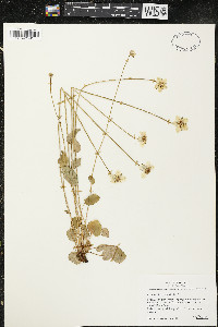 Parnassia palustris image