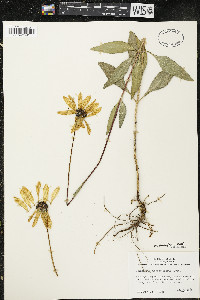 Helianthus pauciflorus image