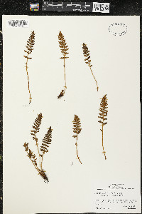 Woodsia ilvensis image