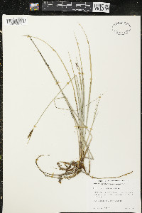 Carex livida image