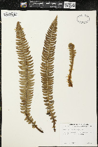 Polystichum lonchitis image