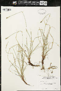 Carex peckii image
