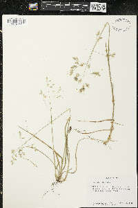 Poa cuspidata image