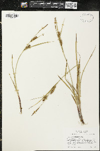 Carex houghtoniana image