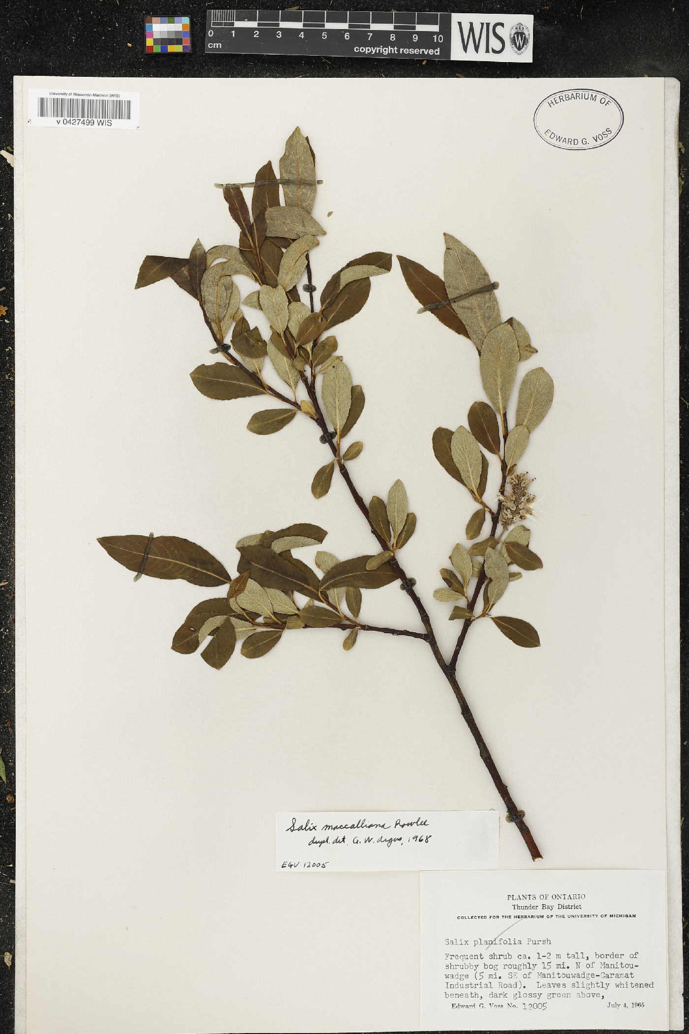 Salix maccalliana image
