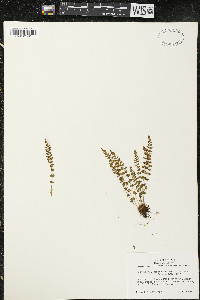 Symplocarpus foetidus image