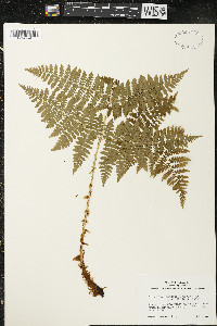 Dryopteris expansa image