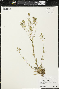 Draba arabisans image