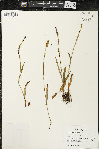 Bistorta vivipara image