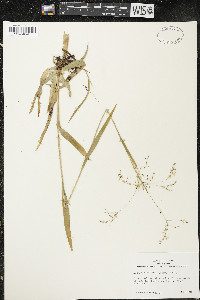 Luzula parviflora image