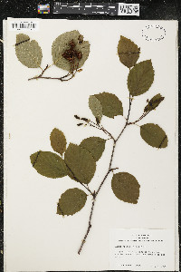 Alnus viridis image