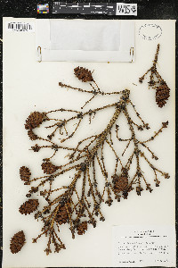 Picea glauca image
