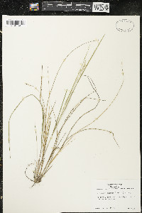 Piptatheropsis pungens image