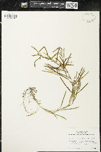 Potamogeton obtusifolius image