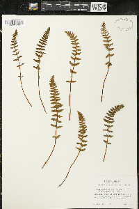 Woodsia ilvensis image