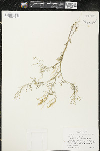 Cardamine parviflora var. arenicola image