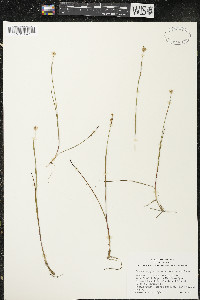 Juncus stygius image