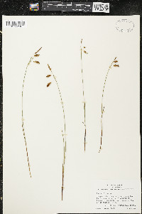 Carex limosa image