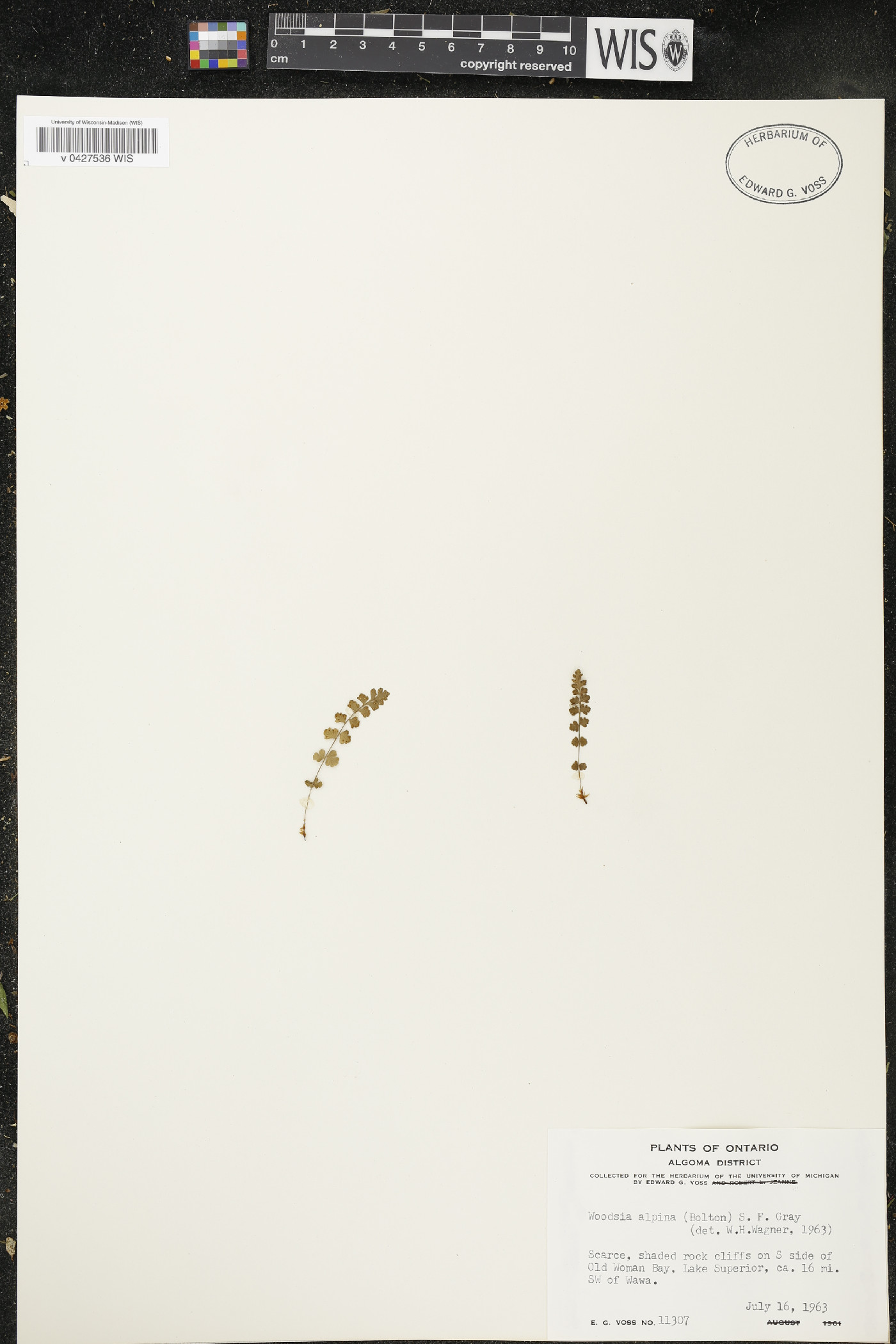 Woodsia glabella image