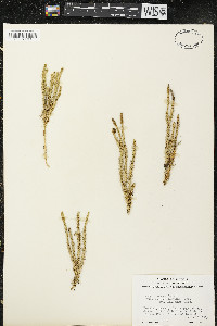 Spinulum canadense image