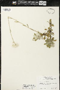 Antennaria howellii subsp. neodioica image