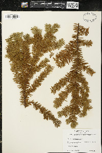 Taxus canadensis image