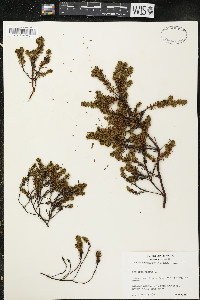 Empetrum nigrum image